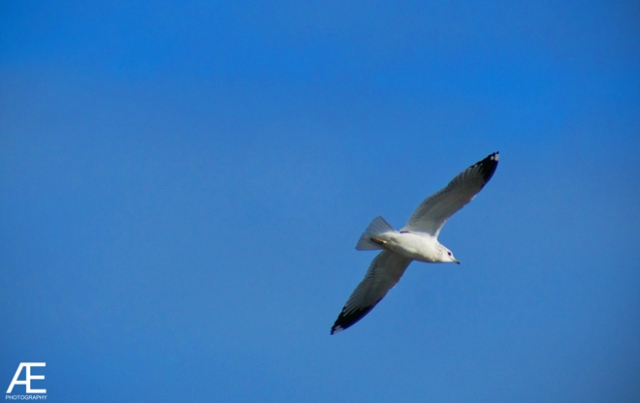 Gull-in-Flight