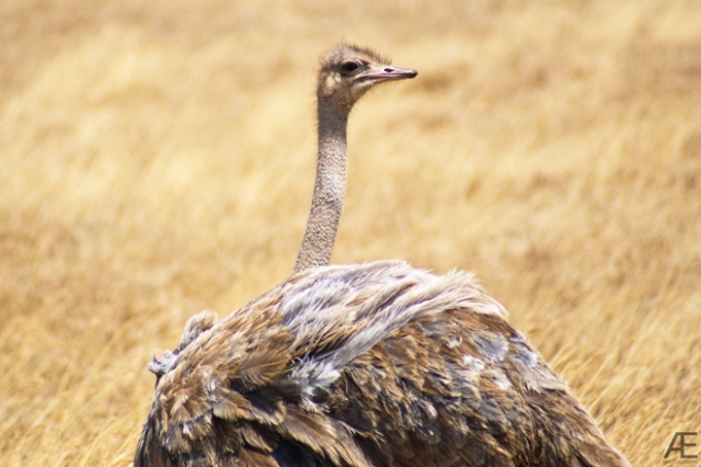 Ngorongoro---Ostrich-II